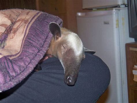 Pet Anteater (25 pics)