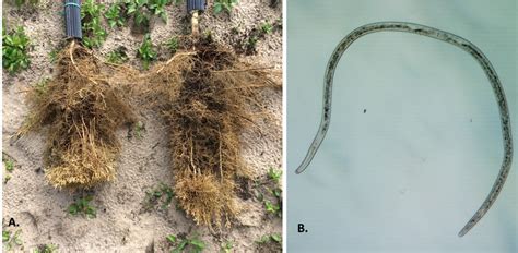 Sting Nematodes A Growing Problem For Young Trees Citrus Industry