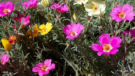 Pourpier Grande Fleurs Portulaca Grandiflora Plantation