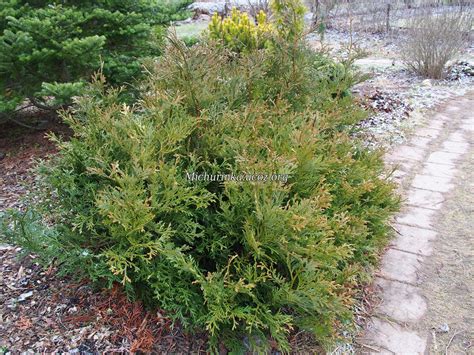 Туевик поникающий Нана (77 фото) - фото - картинки и рисунки: скачать ...