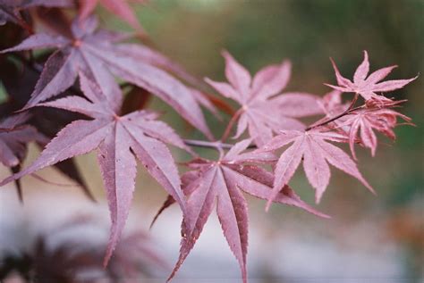 Acer Palmatum Bloodgood Erable Du Val De Jargeau