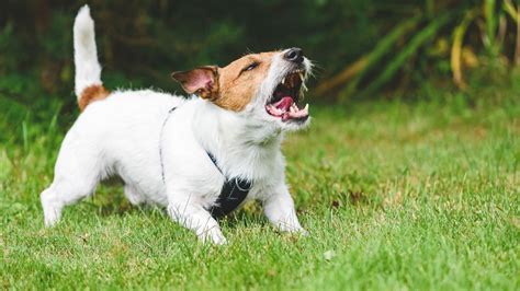 Aggression in dogs: everything a vet wants you to know | PetsRadar