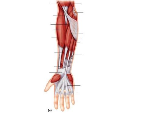 Superficial View Of Muscles Of The Forearm Quiz