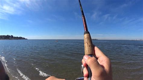 Fluke Stripers And Sea Robins From The Beach Youtube