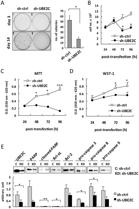 Cell Growth Reduction And Apoptosis Pathway Activation In Mcf 7 Cell Download High Quality