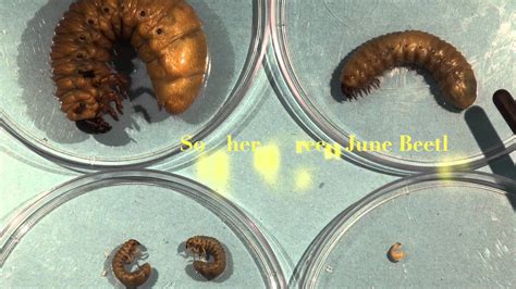 Grub Worm Life Cycle