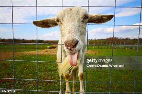 73 Goat Tongue Stock Photos High Res Pictures And Images Getty Images