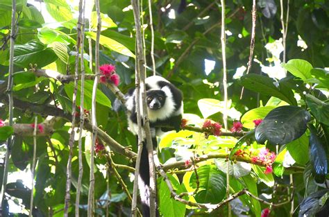 The Incredible Biodiversity! - Madagascar Biodiversity Partnership