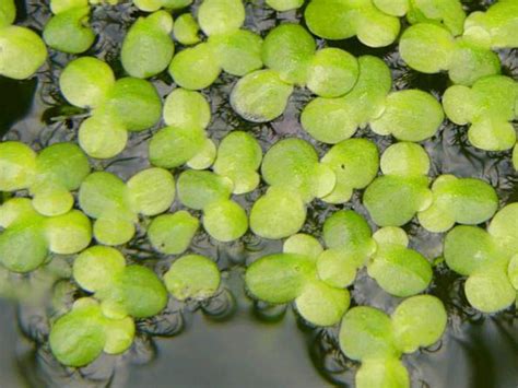 Ряска малая (Lemna minor ), лекарственные травы