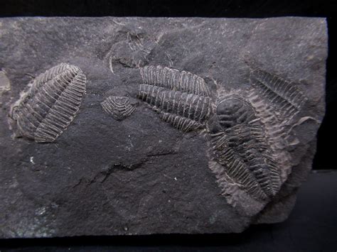 Triarthrus New York Trilobite #1 | Fossils for Sale