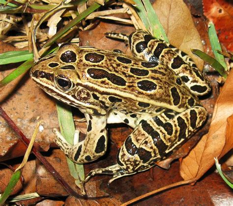 Northern Leopard Frog Care Sheet Reptiles Magazine