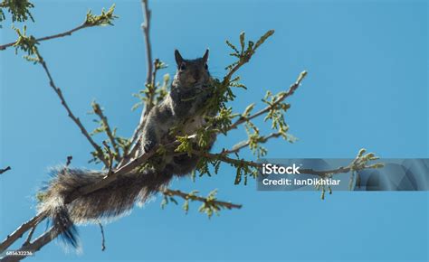 Squirrel On A Tree Stock Photo - Download Image Now - Adult, Animal ...