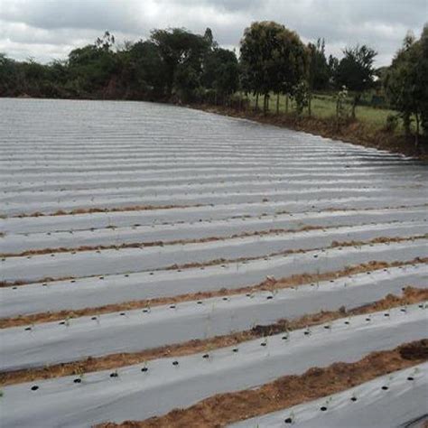 Reflective Mulch Film Dirgh Agrotech