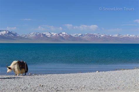 sviashhennye ozera tibeta tibet iznutri