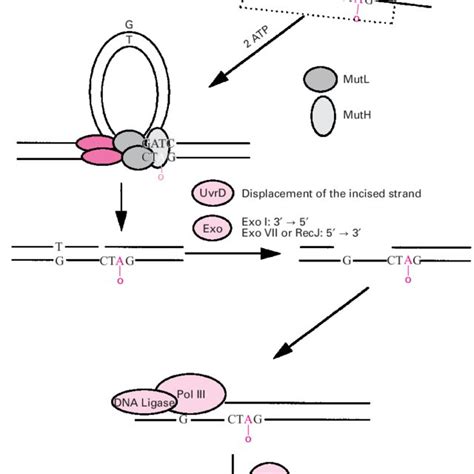 Schematic Representation Of Mismatch A And IDL B Recognition In