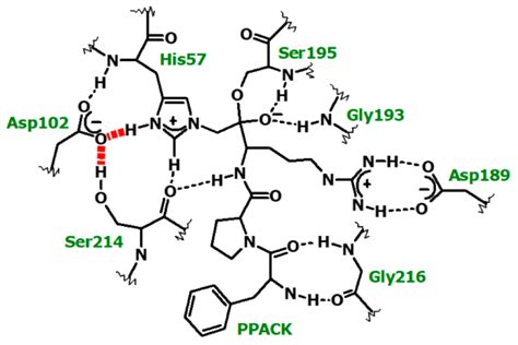 Life Free Full Text Proton Bridging In Catalysis By And Inhibition