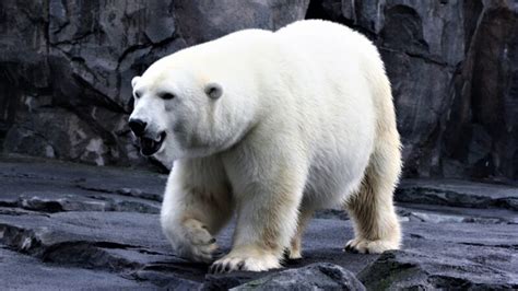 Best Polar Bear Names | Funny and Cute - EXOtella