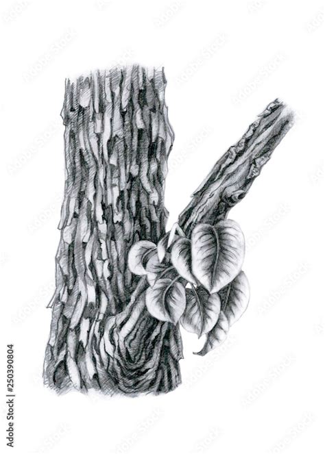 Black And White Illustration On White Background Realistic Graphic Drawing оf An Old Tree Trunk