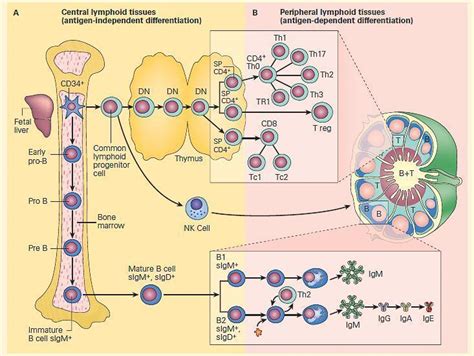 Ontogeny Of The Immune System Immunopaedia