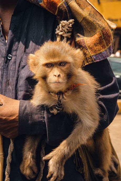 Popularni veterinar otkriva 5 životinja koje nikad ne bi imao kao kućne