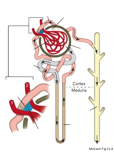 Sys Path Final Urinary Diagram Quizlet