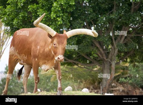 Specimen of the Watusi breed: cattle of the kings Stock Photo - Alamy