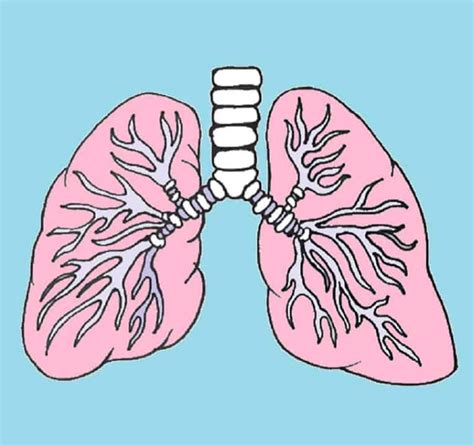 25 Easy Lungs Drawing Ideas How To Draw Lungs