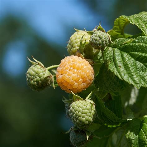 Buy Fall Gold Raspberry Plants For Sale Golden Raspberries Perfect Plants