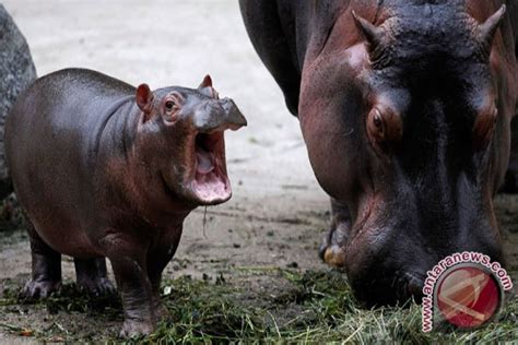 Anak Kuda Nil Jantan Lahir Di Kebun Binatang Surabaya ANTARA News