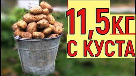 УРОЖАЙ КАРТОФЕЛЯ ВЕДРО С КУСТА ВЫРАЩИВАНИЕ КАРТОШКИ В ЯЩИКЕ | Корм для ...