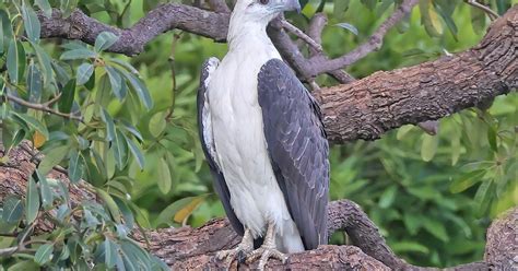 MALAYSIAN WILDLIFE PHOTOGRAPHY