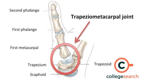 Saddle Joint: Definitions, Examples, Origin, Features, Movement ...