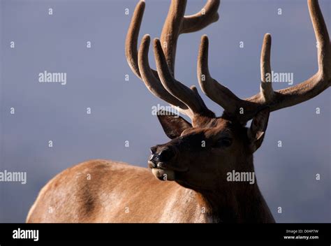 Elk Yellowstone National Park Stock Photo - Alamy