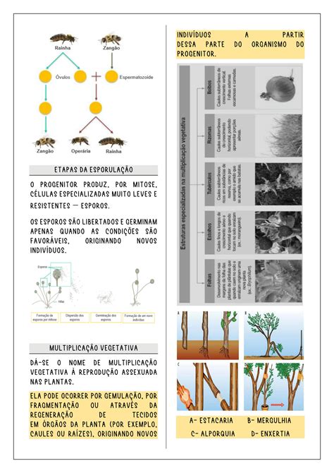 Solution Reprodução Sexuada E Assexuada Mitose Meiose Ciclos De Vida E Modelos Evolutivos