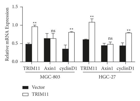 Trim Activates The Wnt Catenin Signaling Pathway By Destabilizing