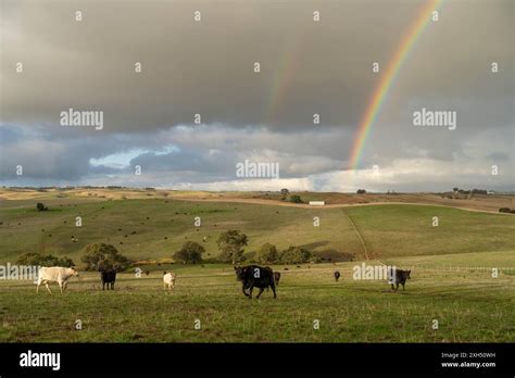 Sustainable Livestock Farming In Australia Regenerative Practices For