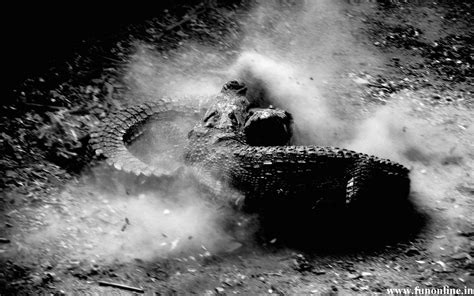 Black Crocodile Wallpaper - WallpaperSafari