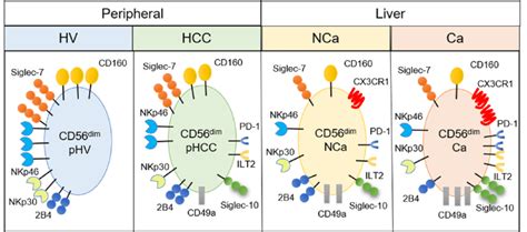 Summary Of Phenotypic Alterations In Peripheral And Intrahepatic Cd