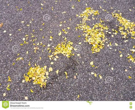 Yellow Autumn Fallen Leaves On A Grey Asphalt Stock Image Image Of