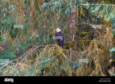 Bald Eagle Anan Creek Wildlife Viewing Site Tongass National Forest