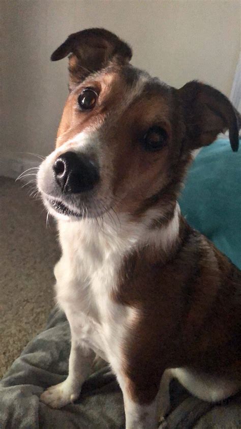 Jack Russell Terrier Border Collie Mix Dog For Adoption in Binghamton
