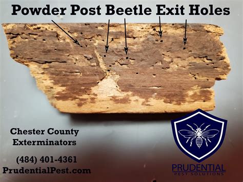 Powder Post Beetles Under House At Robert Dayton Blog