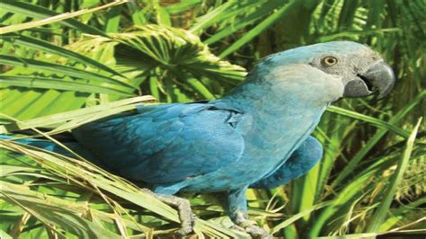 Blue macaw listed as ‘extinct’ - Post Courier