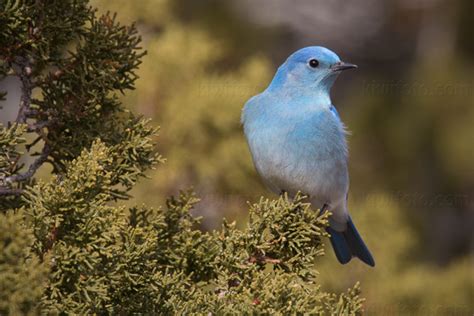 Mountain Bluebird Pictures and Photos - Photography - Bird | Wildlife | Nature - Christopher Taylor