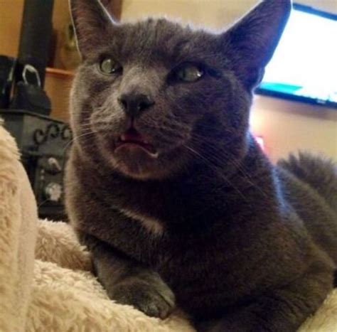 Pussy Ninja PussyNinja Twitter