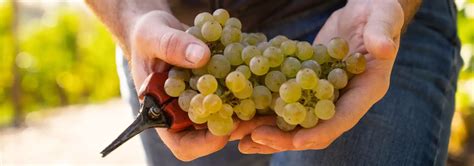 Rebsorten - Der Ring Mosel e.V. - Riesling-Weingüter