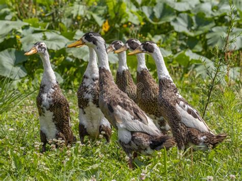 Indian Runner Duck In The Garden Stock Photo Image Of Domesticus