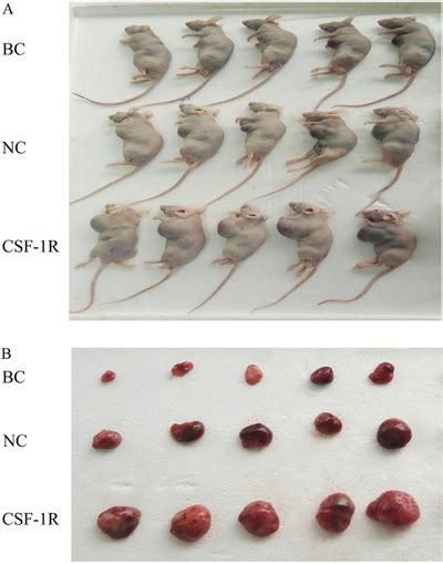 Colony‐stimulating Factor‐1 Receptor Csf‐1r Increased Tumor Growth Download Scientific