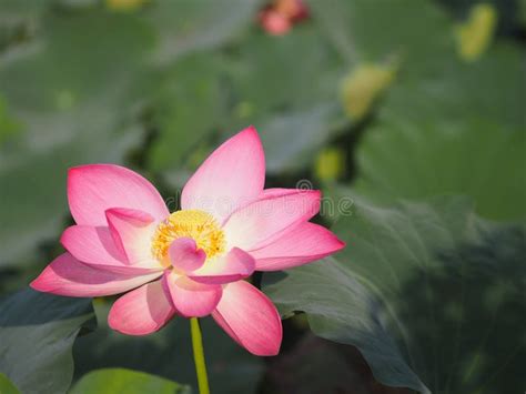 Plantae Indiana Loto Sacro Fagiolo Dell India Nelumbo Nelumbonaceae