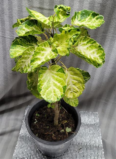 Polyscias Scutellaria Variegata Tropics Home